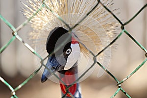 African crowned crane