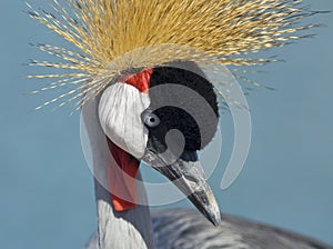 African crowned crane