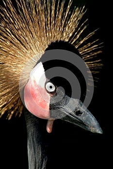 African Crowned Crane