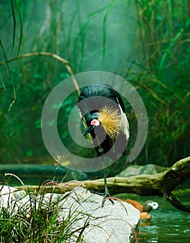 African Crowned Crane (Balearica regulorum)