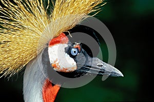 African Crowned Crane (Balearica regulorum), Africa