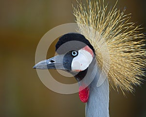 African Crowned Crane Balearica regulorum photo
