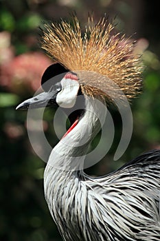 African Crowned Crane bird