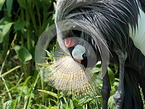African Crowned Crane