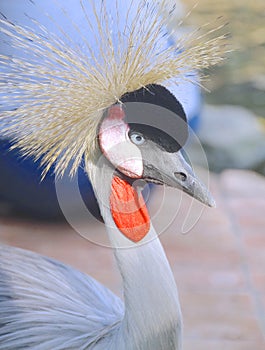 African Crowned Crane closeup