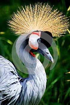 African Crowned Crane crested