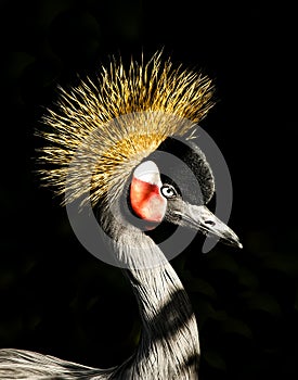 African Crowned Crane