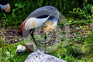 African crowned crane preening. Calgary Zoo Calgary Alberta Canada