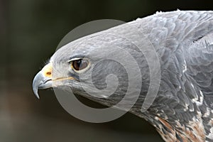 African Crowned Eagle