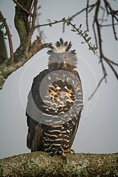 African crowned eagle on branch eyeing camera