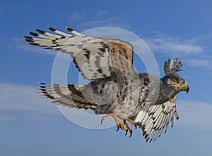 African Crowned eagle in flight