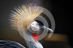 African Crowned Stork photo