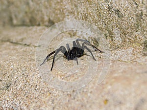 African Ctenidae genus Wandering spider photo