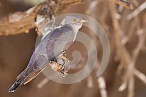 African Cuckoo