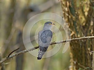 African cuckoo, Cuculus gularis