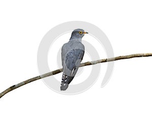 African cuckoo, Cuculus gularis