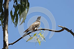 African cuckoo Cuculus gularis