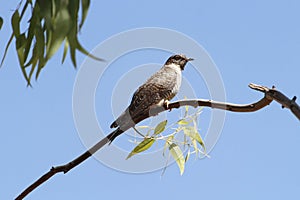 African cuckoo Cuculus gularis