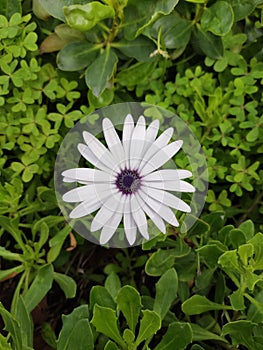 African Daisies at Carcavelos beach