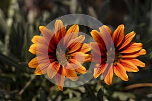 African daisies or gazania orange color flowers
