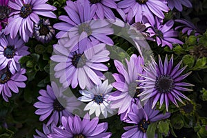 African daisies or Osteospermum or Daisy bushes plant with open blooming white with small violet ends flower petals and colourful