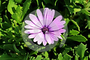 African daisies or Osteospermum plant with blooming light violet flower petals and colorful center on dark green leaves background