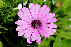 African daisies or Osteospermum plant with blooming violet flower petals and colorful center on light green leaves background