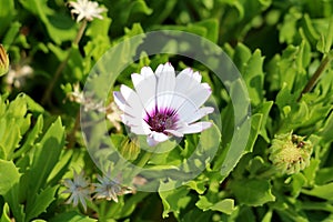 African daisies or Osteospermum plant with blooming white flower petals and colorful violet center on green leaves and flowers bac