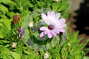 African daisies or Osteospermum plant with violet flower surrounded with withered flowers and light green leaves