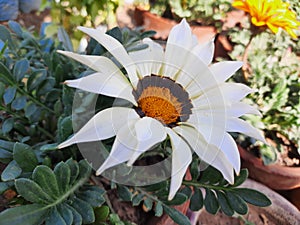 African Daisies White Gazania Flower in Full Bloom