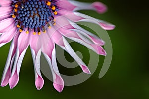 African daisy