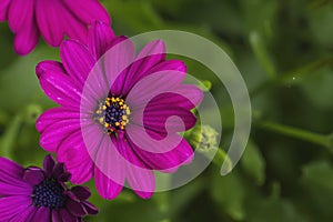 African daisy