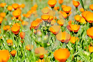 African Daisy