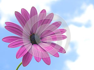 African daisy