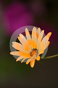 African Daisy Closeup