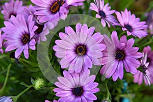 African daisy closeup, in Athens, Greece