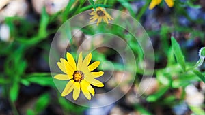 African Daisy (Dimorphotheca sinuata) Flower in Spring, closeup