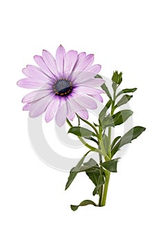 African daisy flower - Dimorphotheca ecklonis isolated on white background