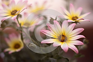 African daisy flowers field close up