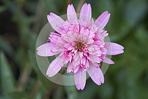 African Daisy in garden Osteospermum Ecklonis