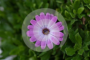 African Daisy in garden Osteospermum Ecklonis on green backg photo