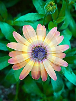 African Daisy in Green Bushes and Garden