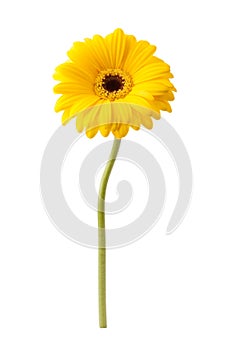 African daisy isolated on white