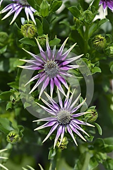 African daisy