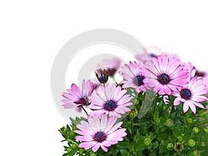 Osteospermum daisy flowers isolated on white