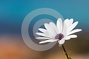 African Daisy