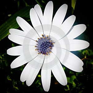 African Daisy Osteospermum `Margarita White` photo