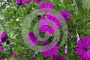 African daisy pink purplish flowers