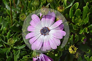 African daisy