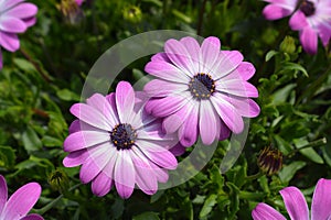 African daisy